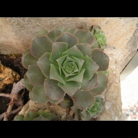 Aeonium Valverdense (fam Crassulacees) (Iles Canaries) (02)